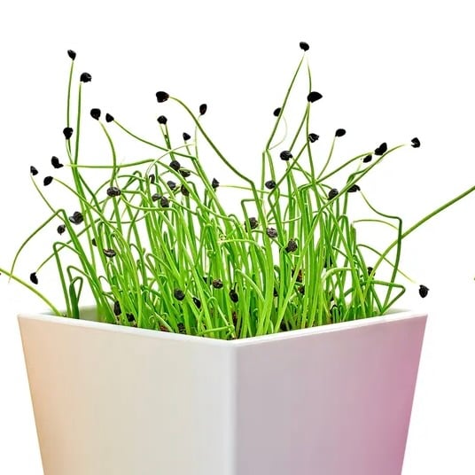 verniciatura-vasi-da-fiori interna2